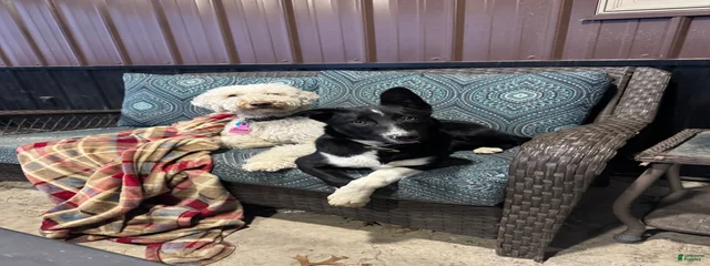 Pal