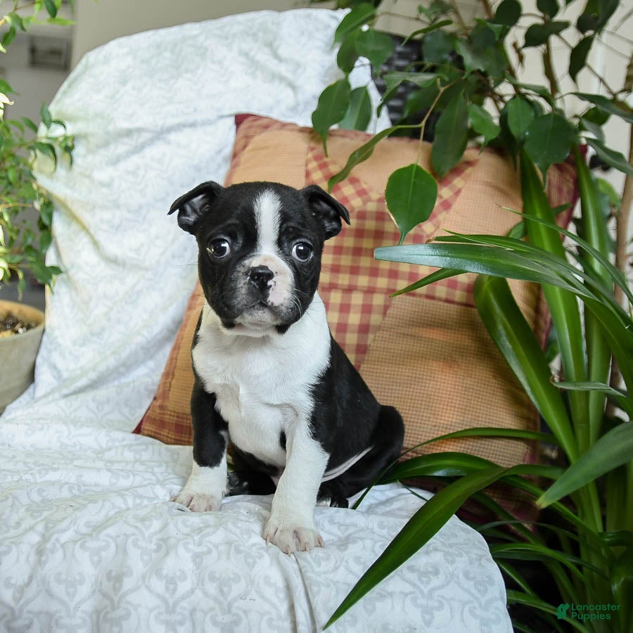 Boston Terrier dogs Hershey - Ad 42