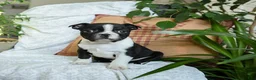 Boston Terrier dogs for sale: Hershey - Ad 1