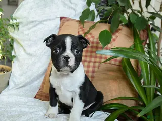 Boston Terrier dogs Hershey - Ad 42