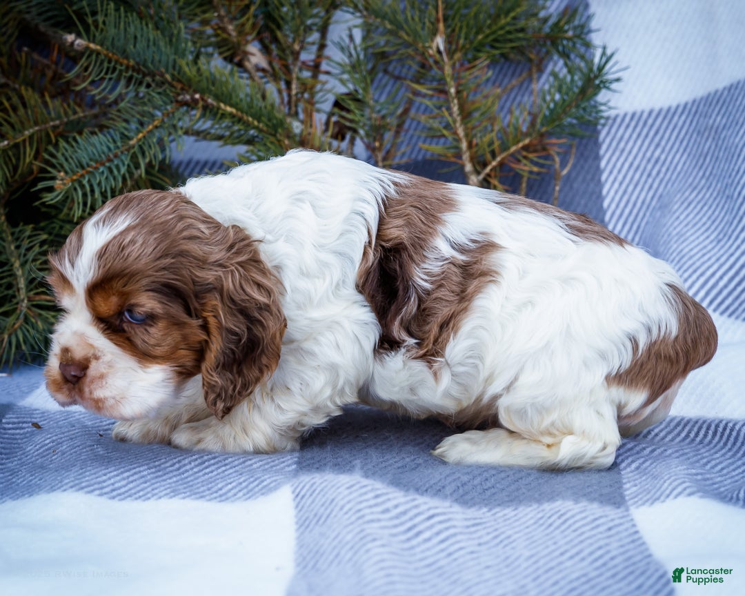 Cocker Spaniel dogs for sale: Cooper - Ad 7