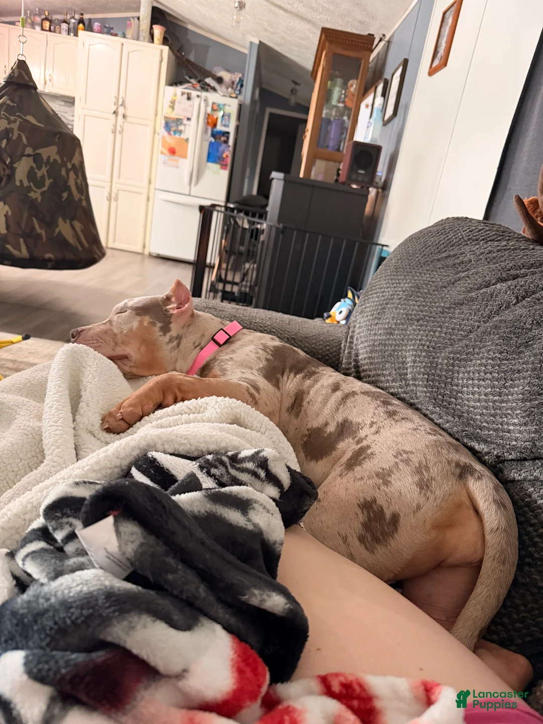 American Bully dogs for sale: American Bully Puppy 2 - Ad 8