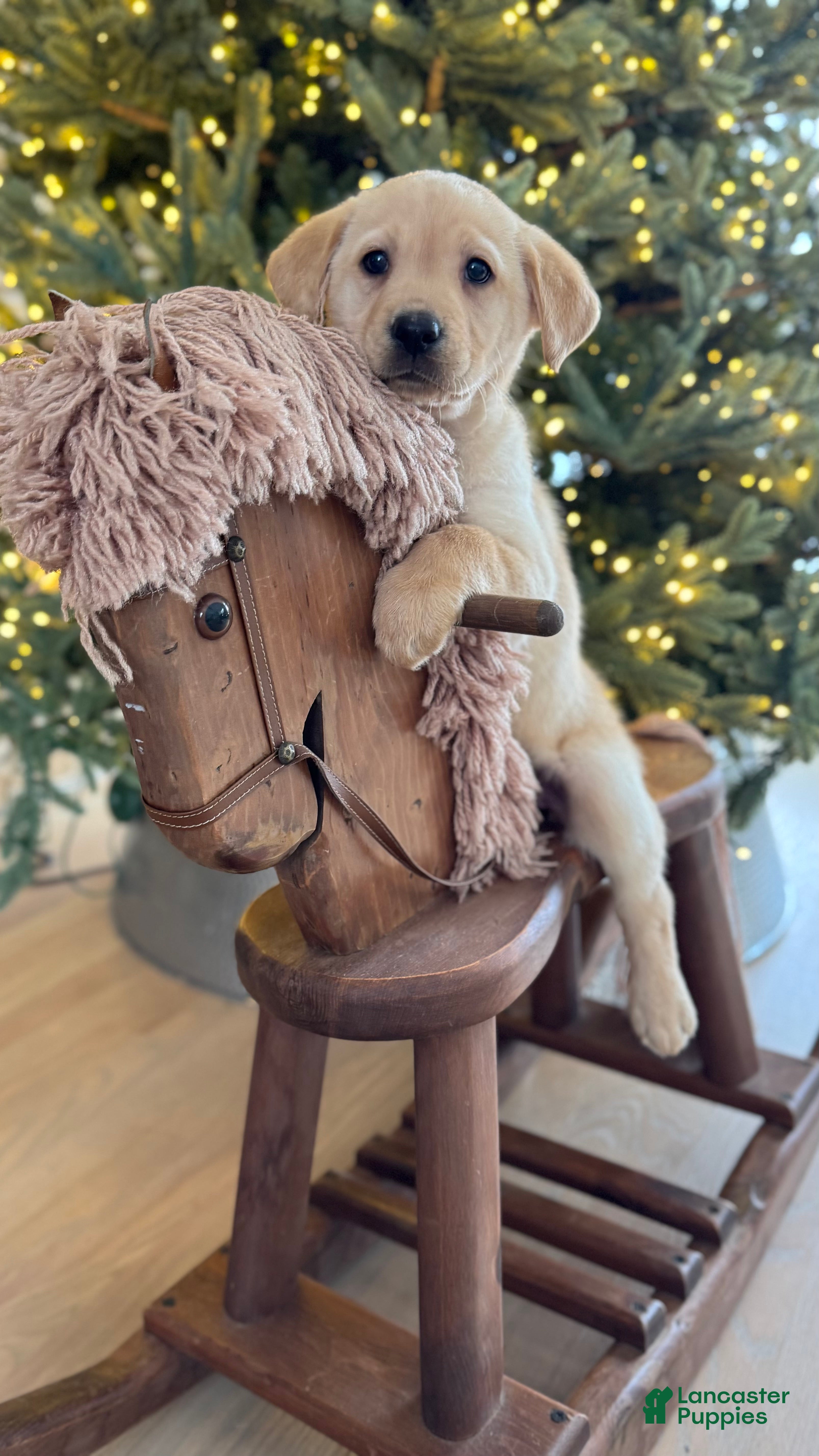 Labrador Retriever dogs Daisy - Ad 38