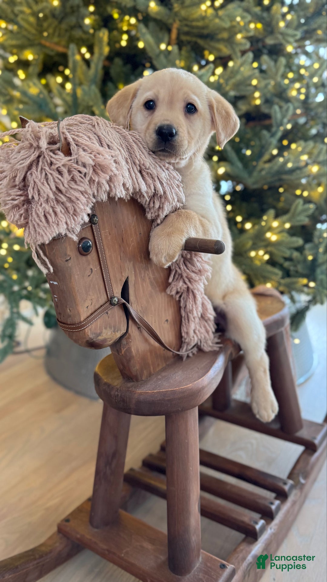 Labrador Retriever dogs for sale: Daisy - Ad 1