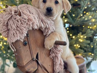 Labrador Retriever dogs Daisy - Ad 25