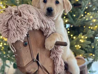 Labrador Retriever dogs Daisy - Ad 33