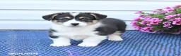 Welsh Corgi Pembroke dogs for sale: Jasper - Ad 2