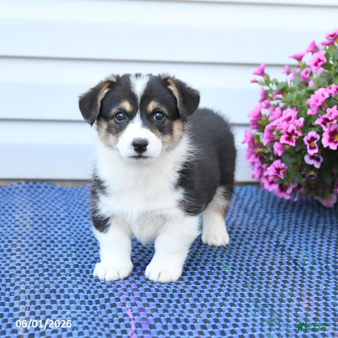 Welsh Corgi Pembroke dogs for sale: Jasper - Ad 2