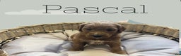 Goldendoodle dogs for sale: Pascal - Ad 1