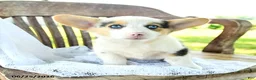 Welsh Corgi Pembroke dogs for sale: Renee - Ad 5
