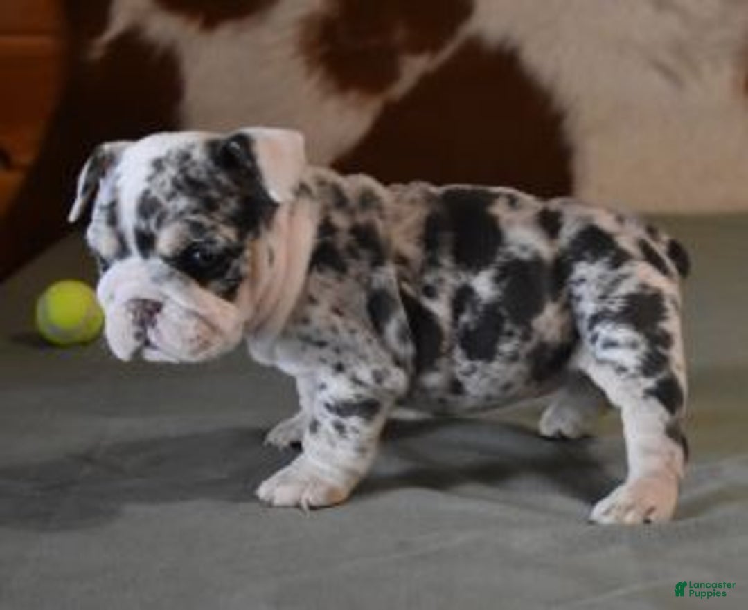 English Bulldog dogs for sale: TRISH - Ad 6