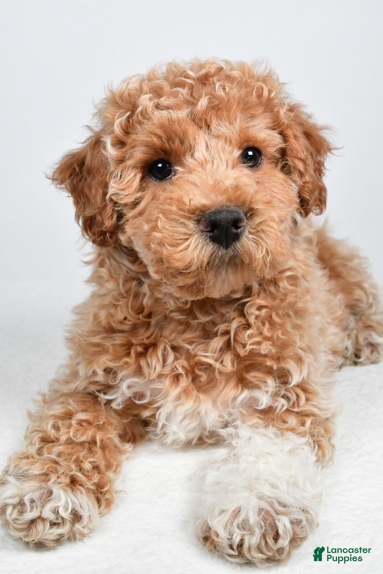 Bichpoo dogs for sale: Sophie - Ad 2