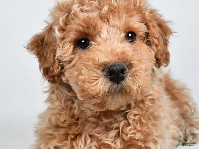 Bichpoo dogs for sale: Sophie - Ad 2