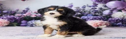 Bernedoodle dogs for sale: Lucy - Ad 5