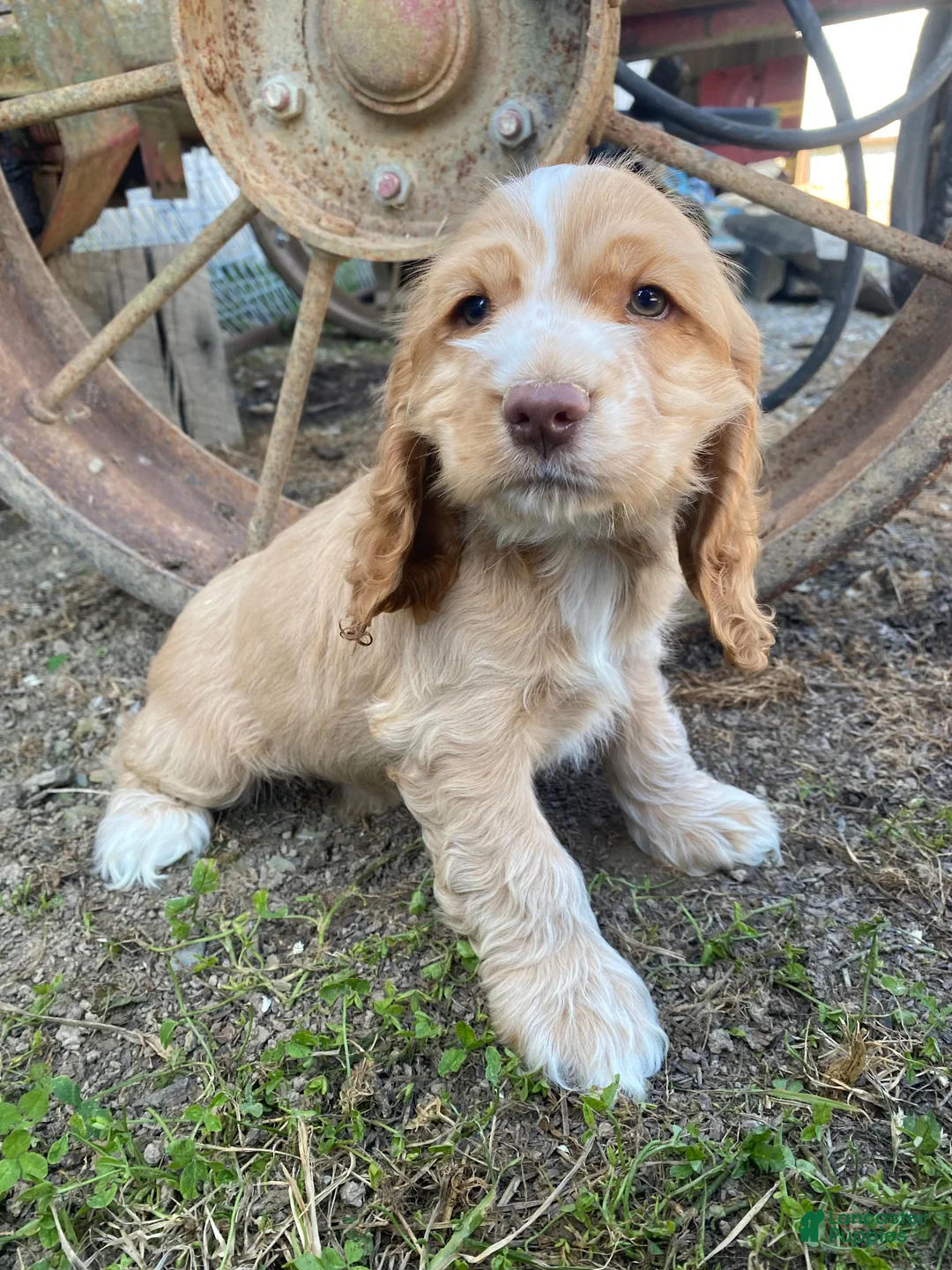Cocker Spaniel dogs for sale: Joe - Ad 1