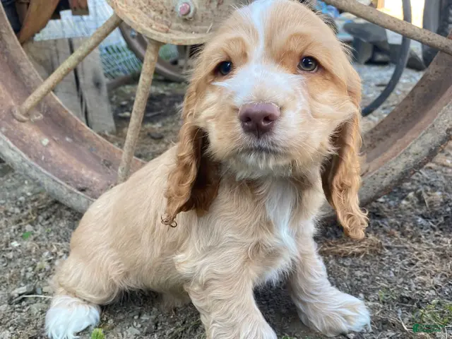 Cocker Spaniel dogs for sale: Joe - Ad 1
