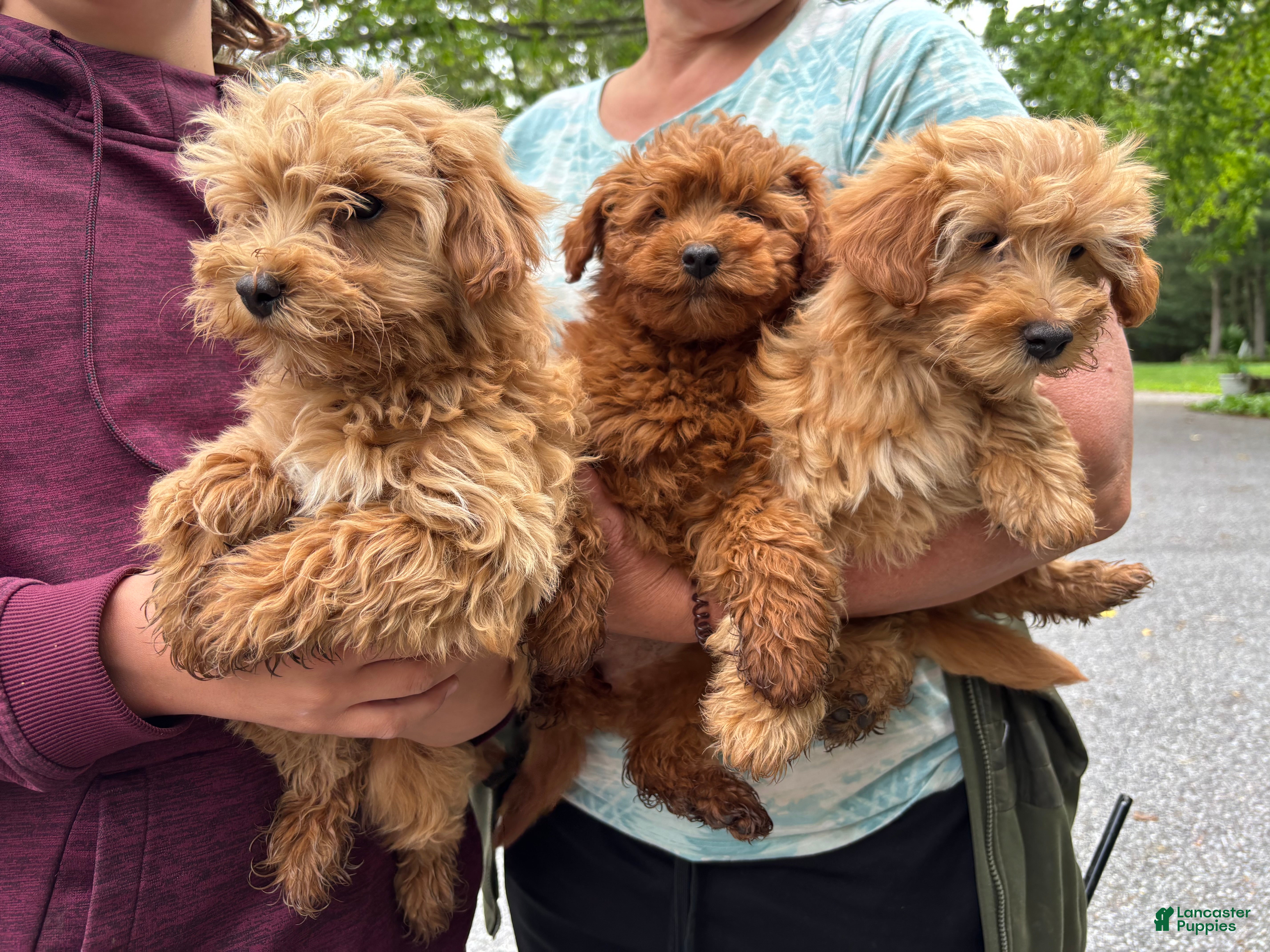 Mini Goldendoodle dogs for sale: Princess - Ad 4
