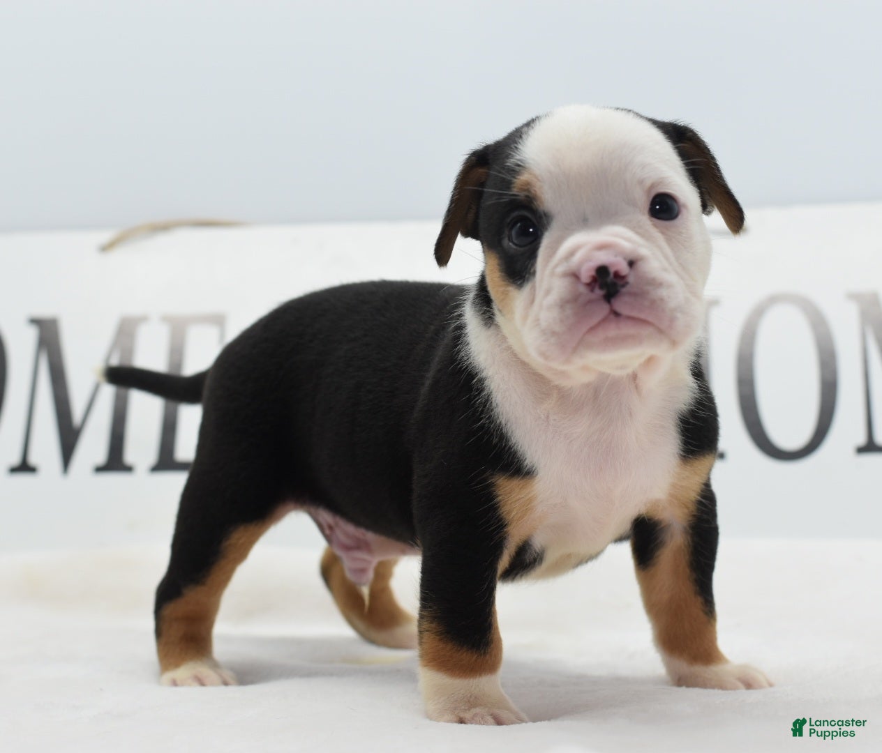 Mixed Breed dogs Diesel - Ad 2