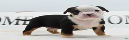 Mixed Breed dogs for sale: Diesel - Ad 2