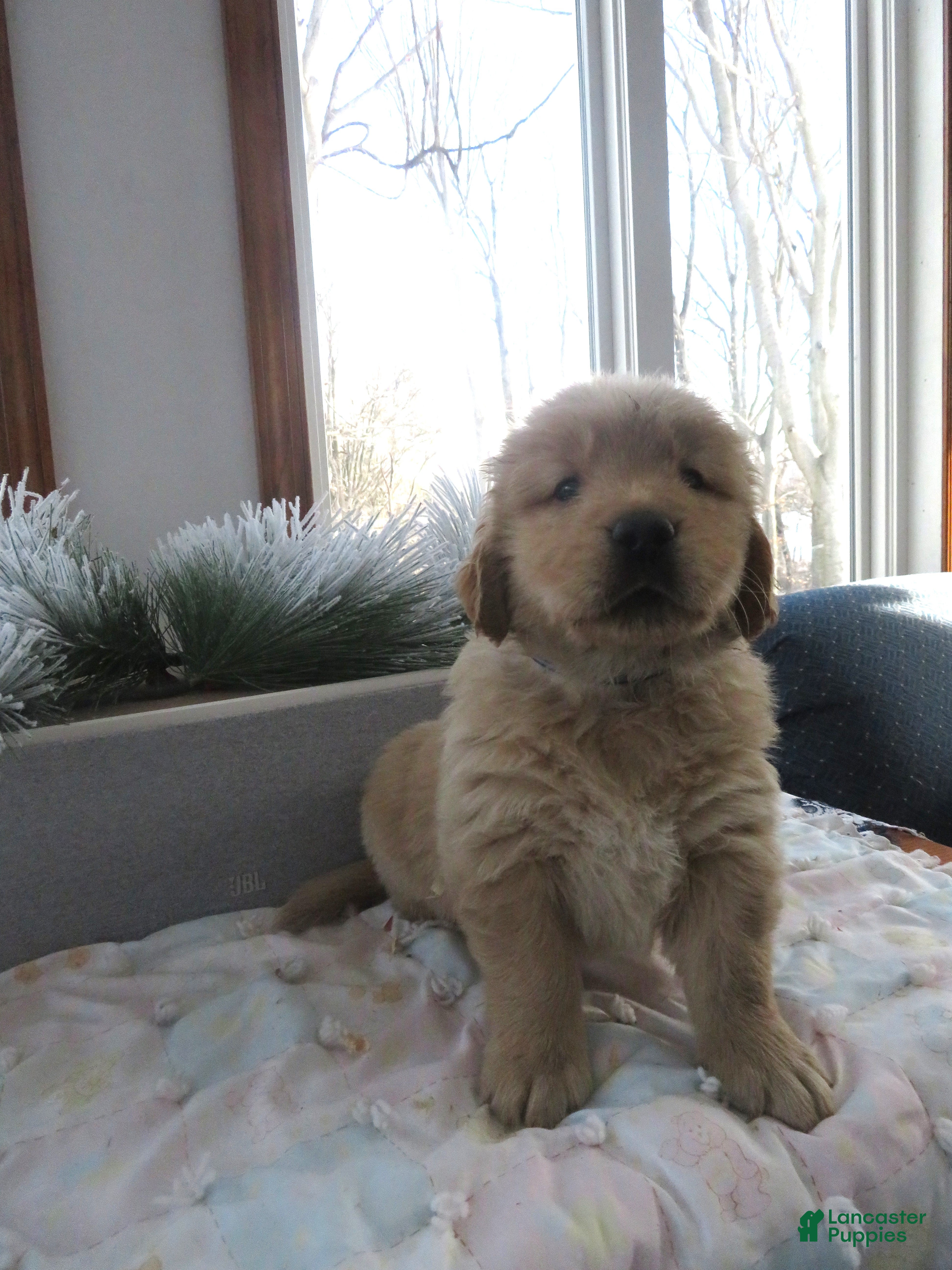 Golden Retriever dogs TYSON - CHAMPION LINE - Ad 15