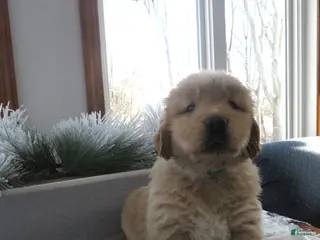 Golden Retriever dogs TYSON - CHAMPION LINE - Ad 24