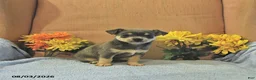 Chihuahua dogs for sale: Sparky   - Ad 4