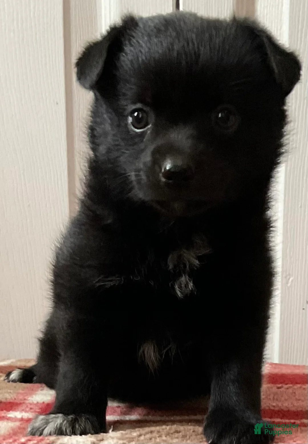 Mixed Breed dogs for sale: Lily - Ad 4