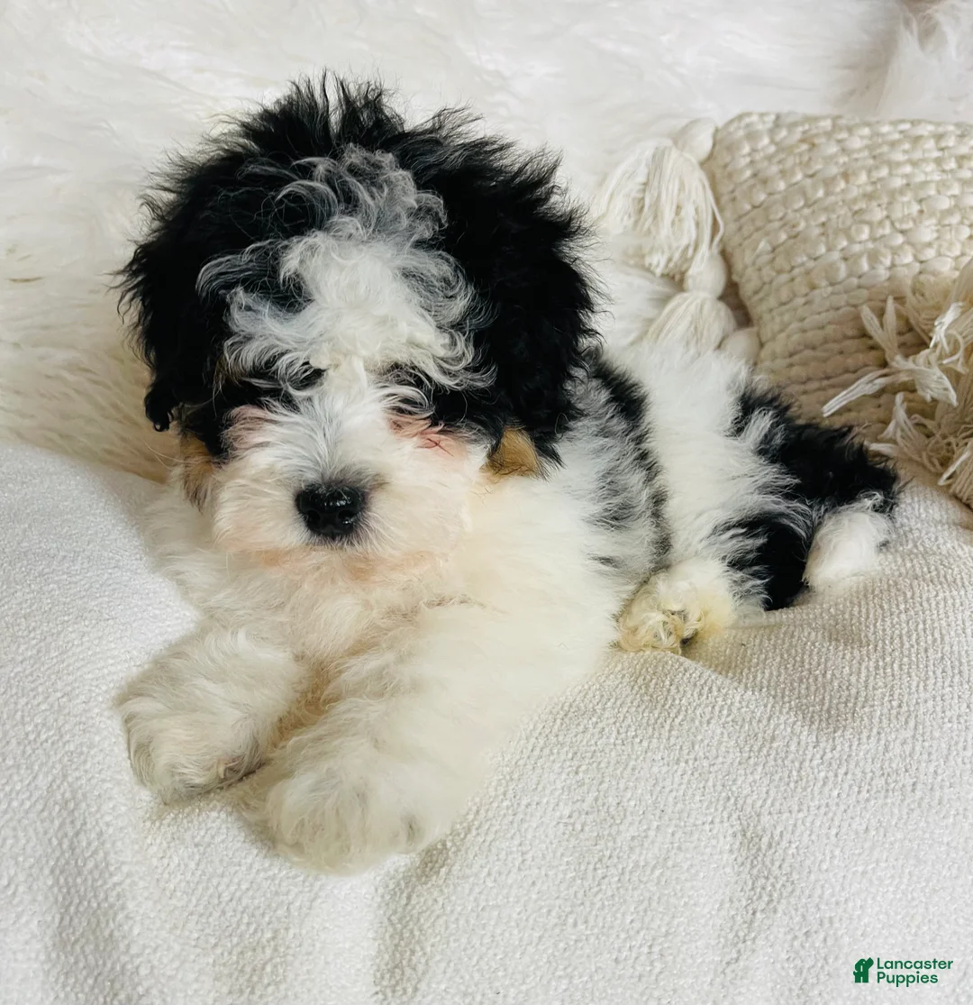 Mixed Breed dogs for sale: “Armani”-SPRING BREAK SALE - Ad 5