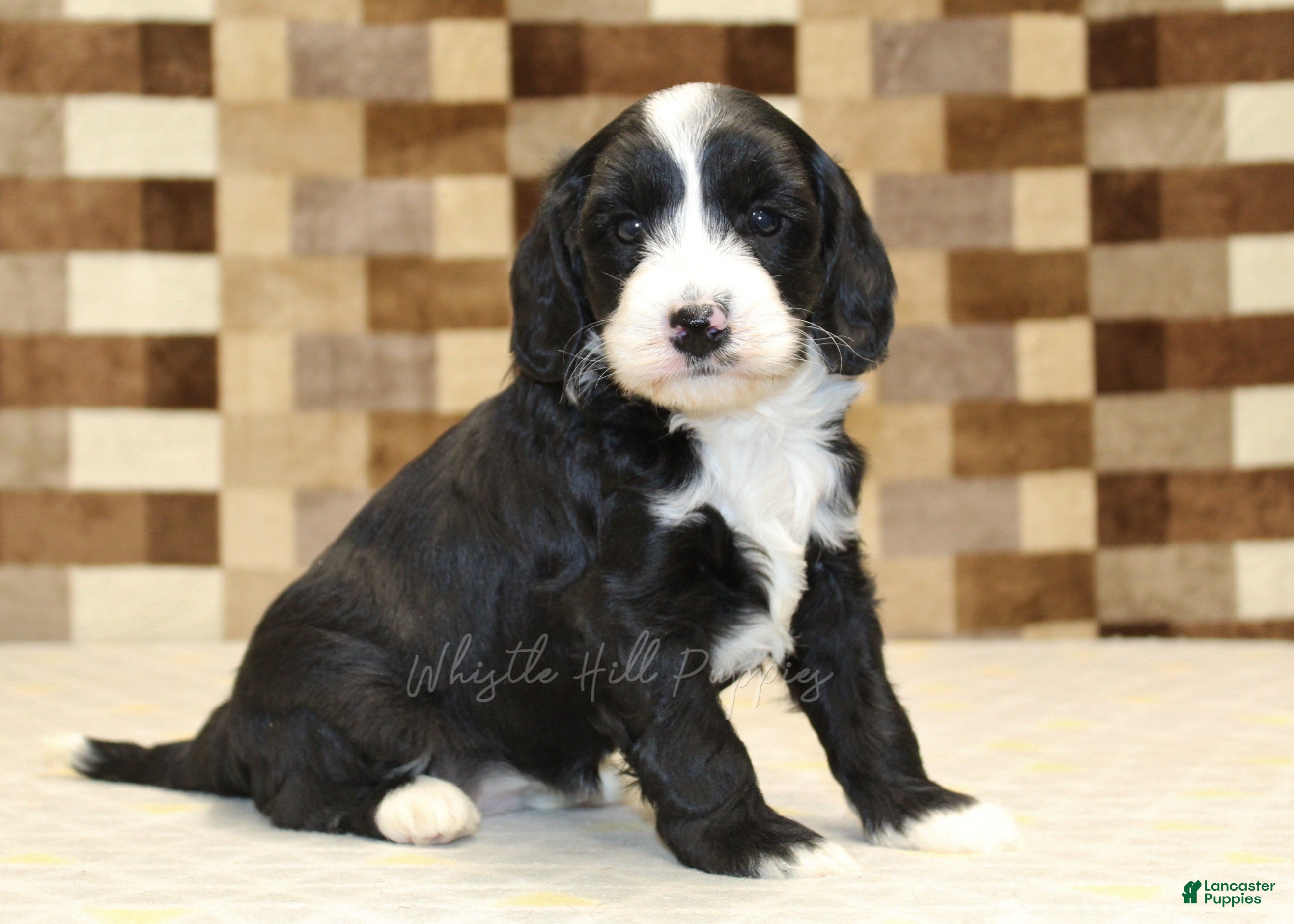 Mixed Breed dogs Fairy - Ad 1