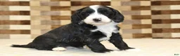 Mixed Breed dogs for sale: Fairy - Ad 1
