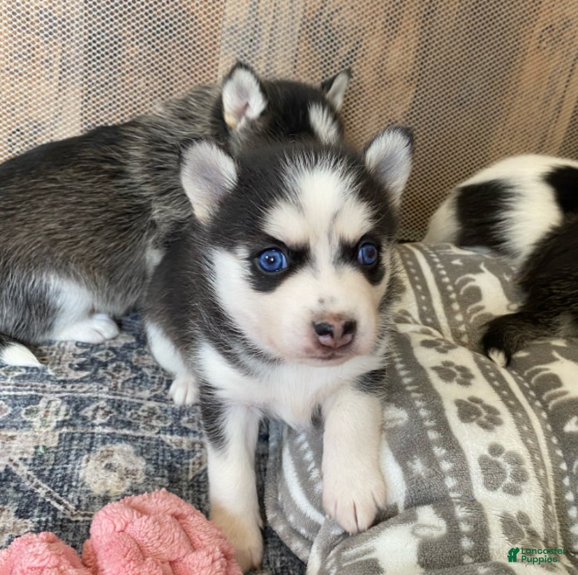 Pomsky dogs Clover - 2 Year Health Contract- Family Loved and Raised  - Ad 1