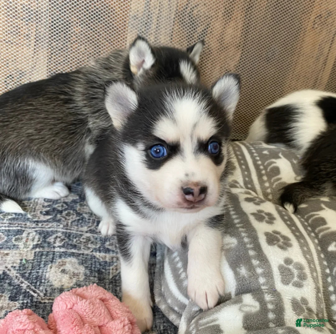 Pomsky dogs for sale: Clover - 2 Year Health Contract- Family Loved and Raised  - Ad 1