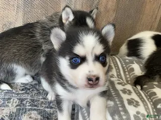 Pomsky dogs for sale: Clover - 2 Year Health Contract- Family Loved and Raised - Ad 4