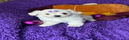 Maltese dogs for sale: Harmony  - Ad 4