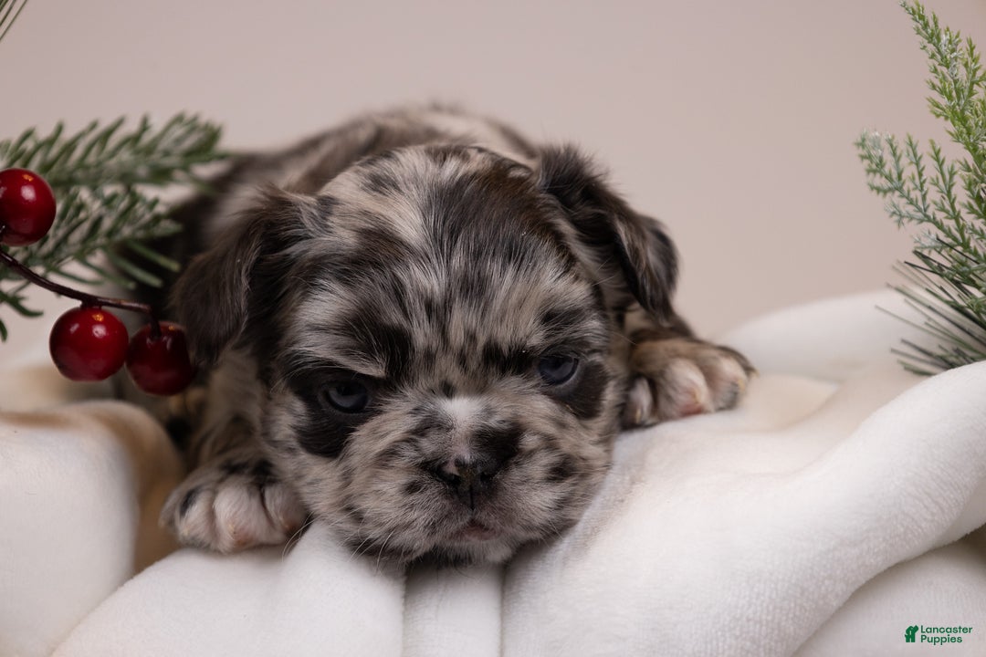 French Bulldog dogs for sale: Teddie -Fulffy Big Rope - Ad 19