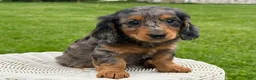 Miniature Dachshund dogs for sale: Maple - Ad 3