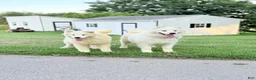 Samoyed dogs for sale: Dixie - Ad 4