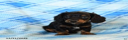 Miniature Dachshund dogs for sale: Smoke  - Ad 3