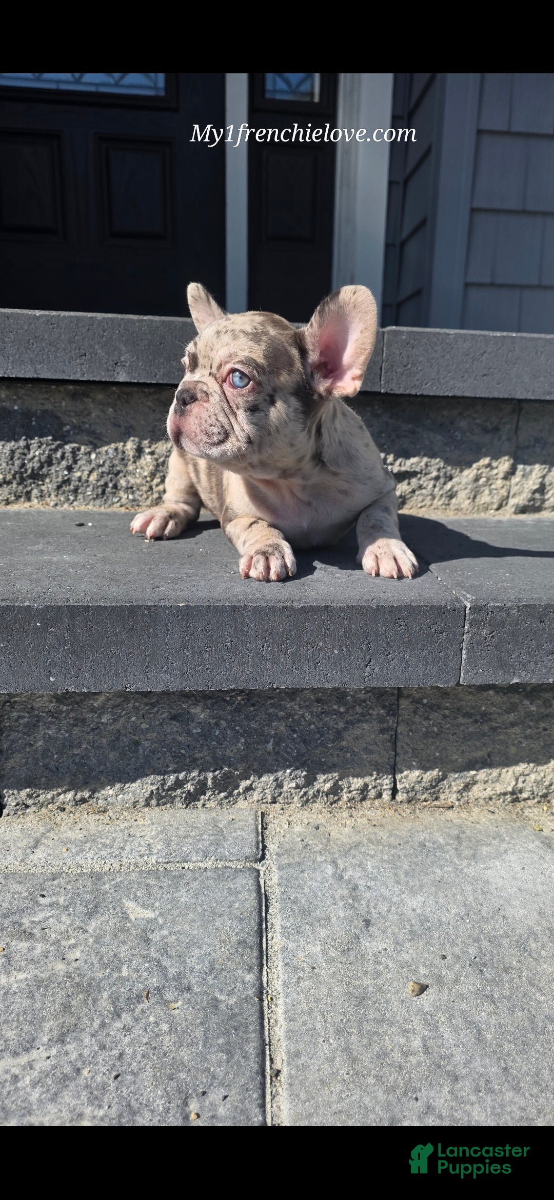 French Bulldog dogs Cirrus - Ad 2