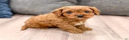 Cavapoo dogs for sale: Lucy - Ad 1