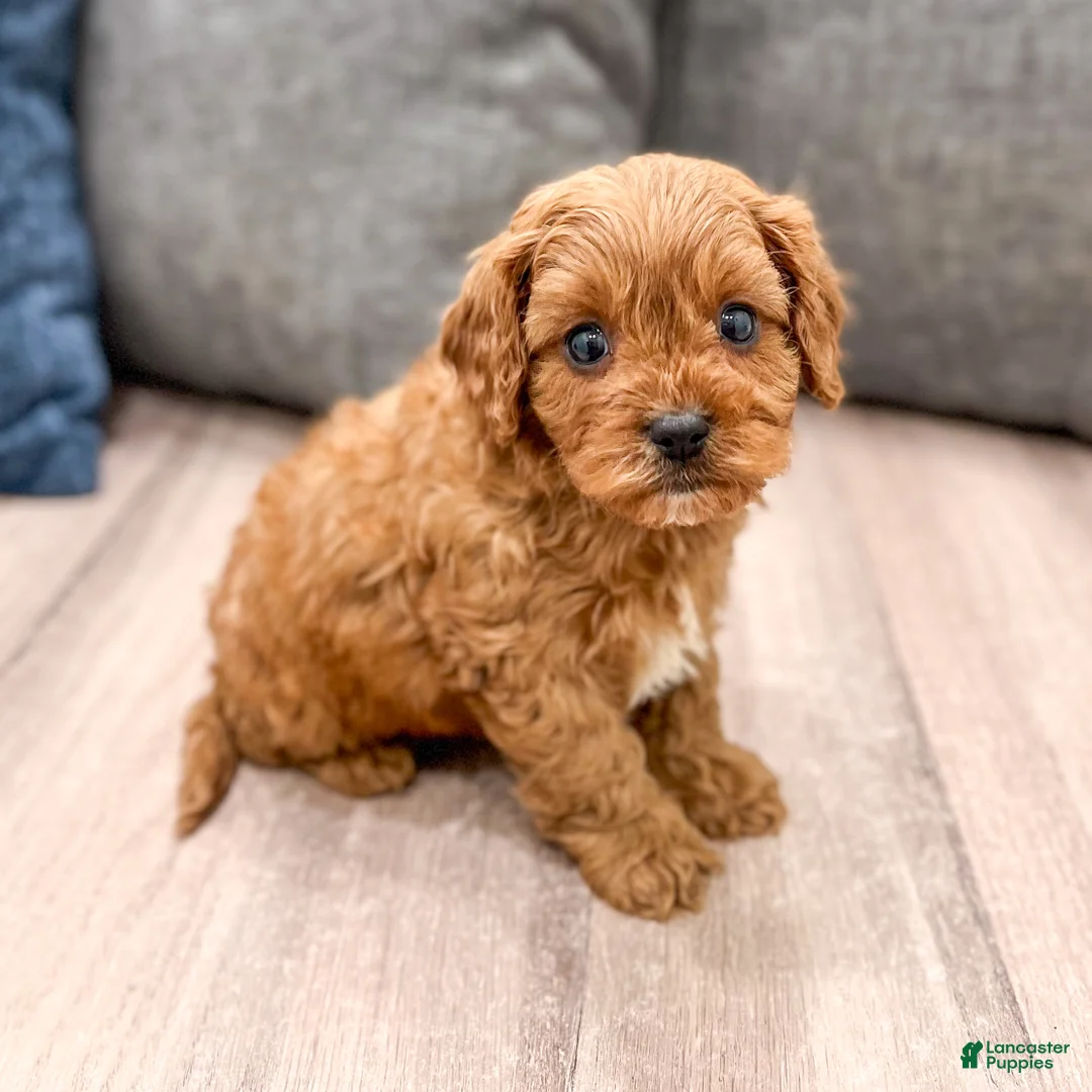 Cavapoo dogs for sale: Lucy - Ad 1