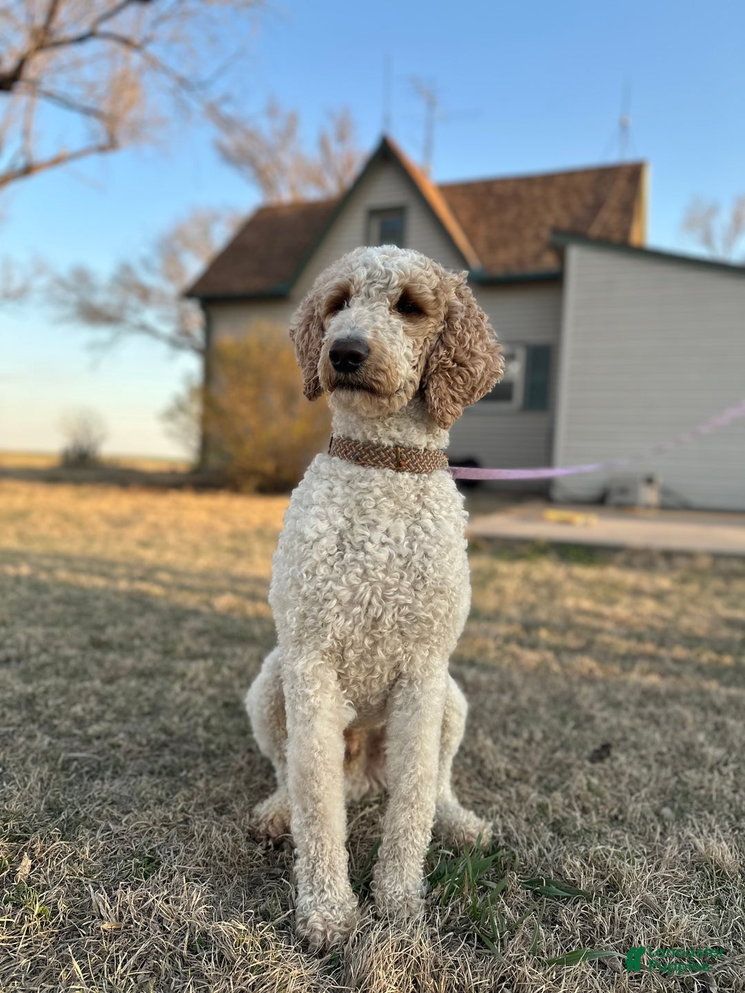 Aussiedoodle dogs for sale: Pepper - Ad 4