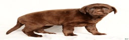 Labrador Retriever dogs for sale: Belle - Ad 5