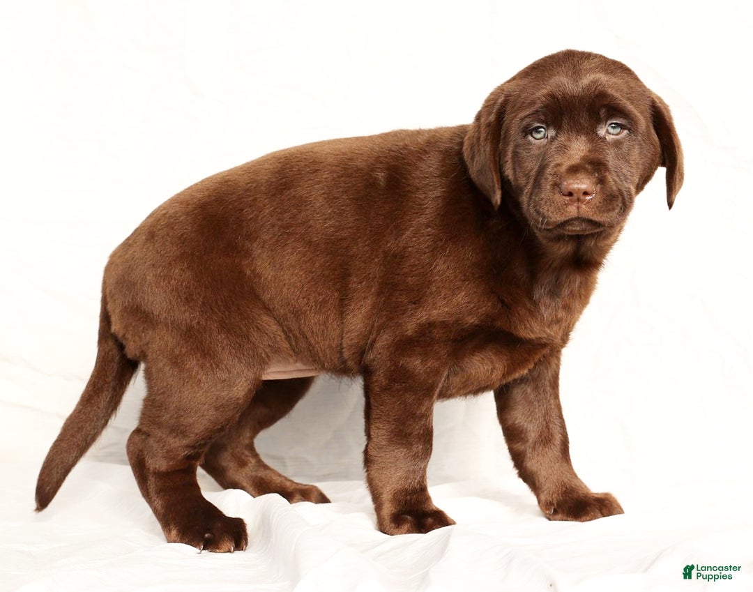 Labrador Retriever dogs for sale: Belle - Ad 5