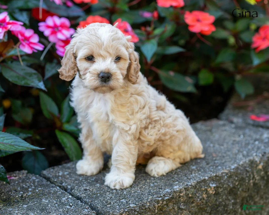 Cockapoo dogs for sale: Gina - Ad 5