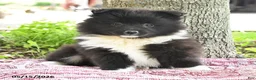 Pomsky dogs for sale: Gracie - Ad 4