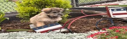 Schnoodle dogs for sale: Mitch  - Ad 3