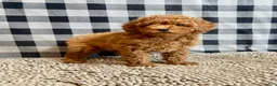 Miniature Poodle dogs for sale: Nola - Ad 6