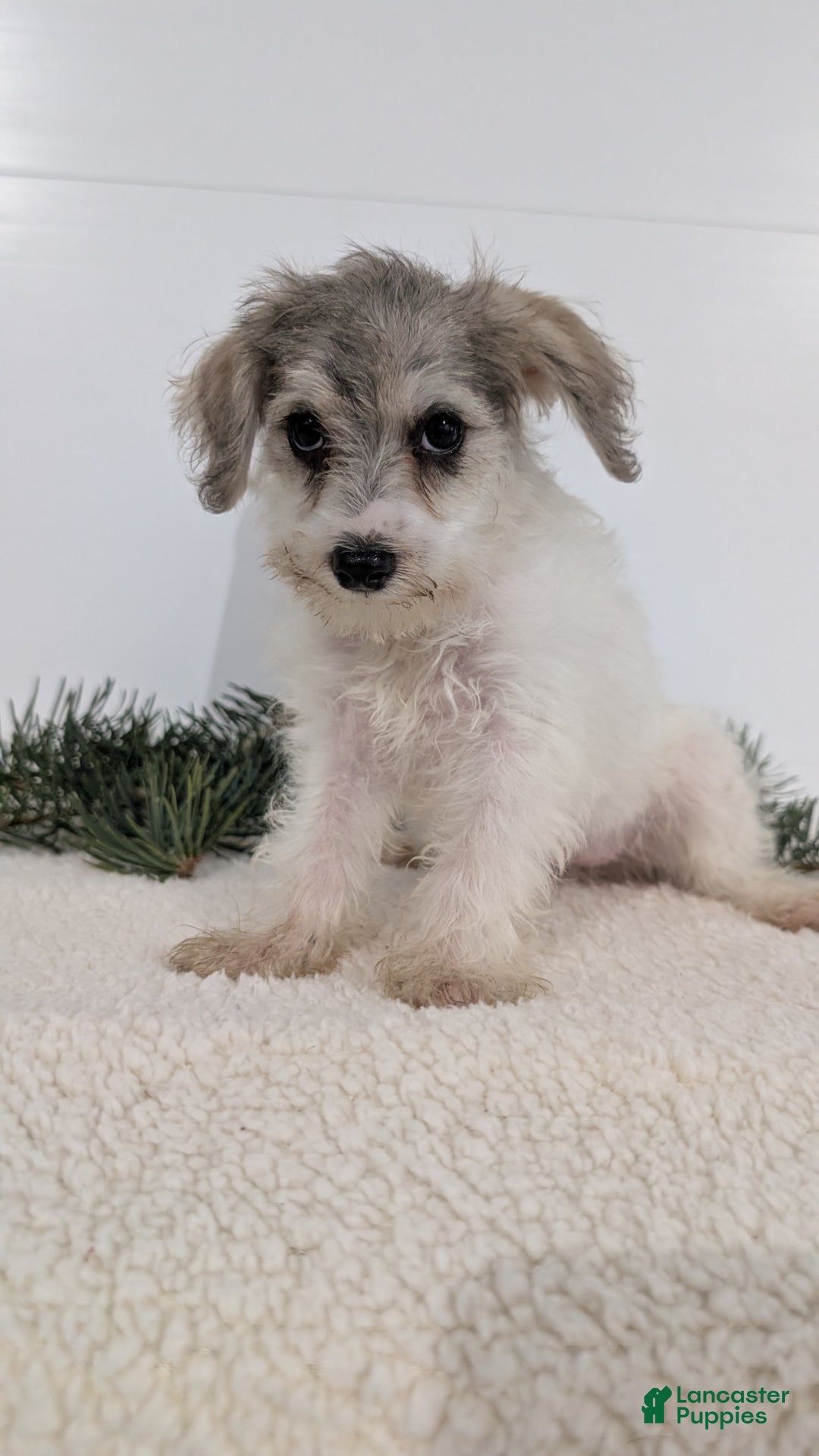 Mixed Breed dogs for sale: Nadia - Ad 7