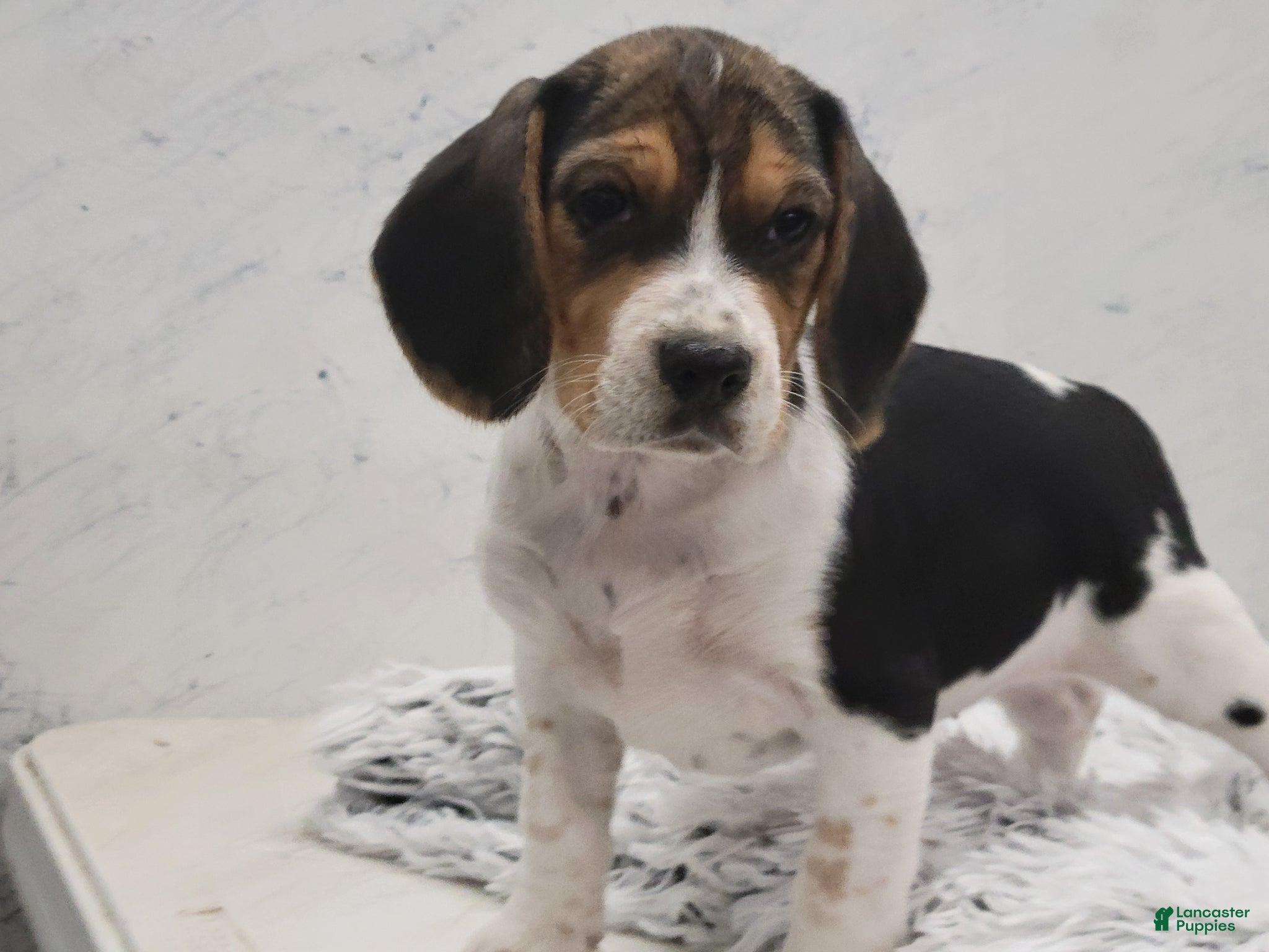 Beagle dogs Sparkles - Ad 1